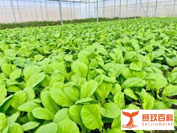 人到中年出路在哪?这5个适合45至55岁创业项目,不看学历不拼背景,小投资也能做成大事业!