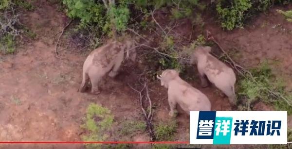 两象打架一象中间劝和 竟和人类一样
