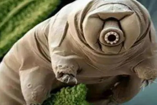 5种不死虫