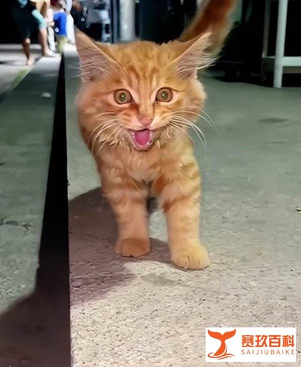 男子投喂三只腿流浪猫半个月,突然发现它消失了,却留下一张字条