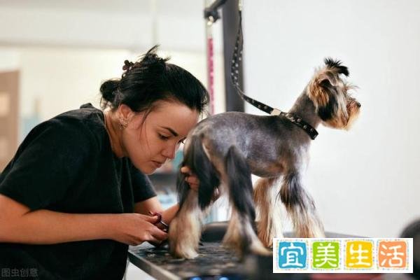 喊出狗比人值钱话的人,孝道被狗夺走了吗?这帽子扣给狗冤不冤