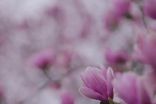 女生清明节收到前男友送的白菊花:分手见人品,远离心眼小的男人