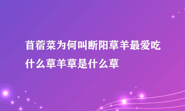 苜蓿菜为何叫断阳草羊最爱吃什么草羊草是什么草