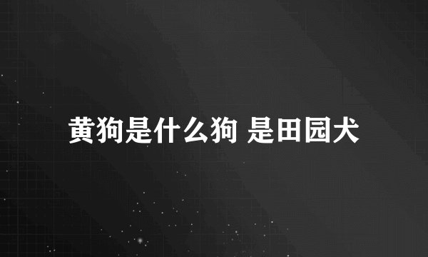 黄狗是什么狗 是田园犬