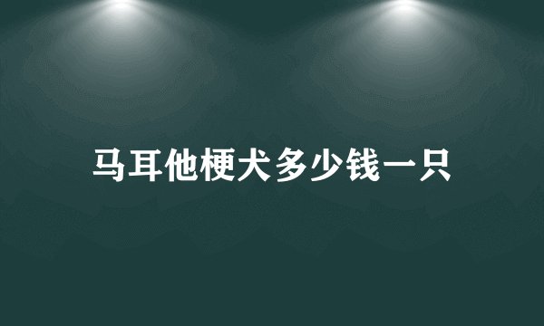 马耳他梗犬多少钱一只