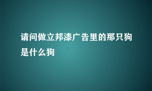 请问做立邦漆广告里的那只狗是什么狗