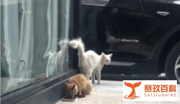 央视猫叫上热搜!那些年,我们一起收养的“流浪猫”