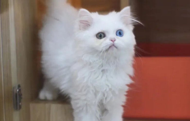 纯白高地猫有哪些优缺点？