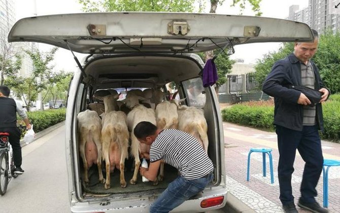 奶农将奶羊带进城鲜奶现挤现卖是怎么回事？