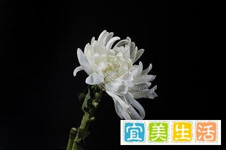 屈平陶令，风韵正相宜——李清照笔下的花中隐士