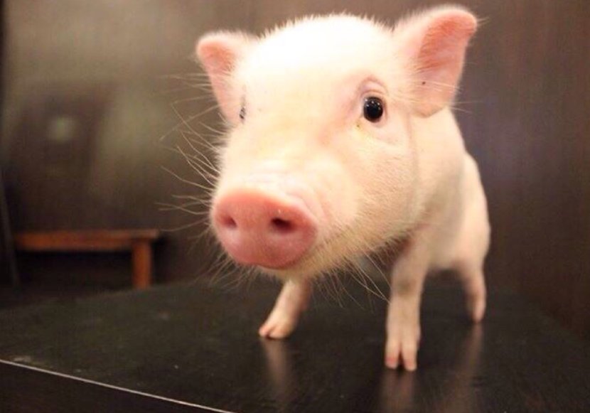 YOUAREPIG什么意思？
