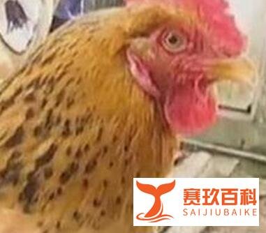 老母鸡已活27年 相当于人的300岁