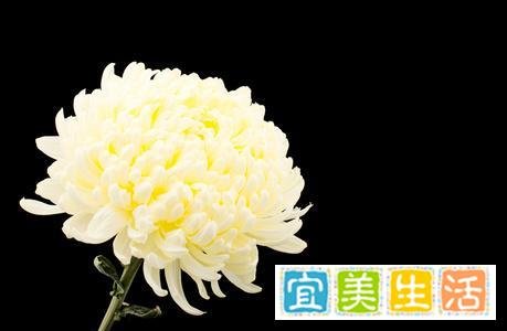 屈平陶令,风韵正相宜——李清照笔下的花中隐士