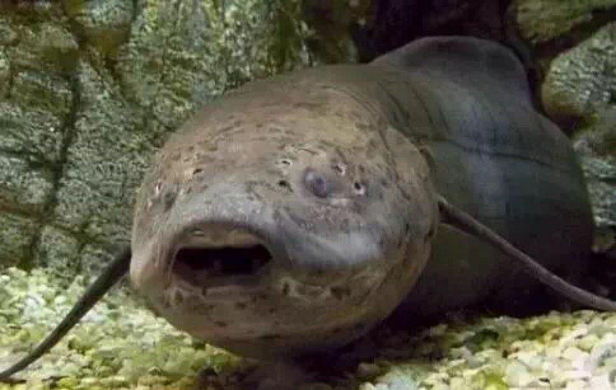 5种不死虫