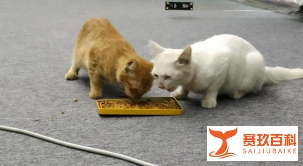 央视猫叫上热搜!那些年,我们一起收养的“流浪猫”