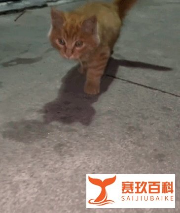 男子投喂三只腿流浪猫半个月，突然发现它消失了，却留下一张字条
