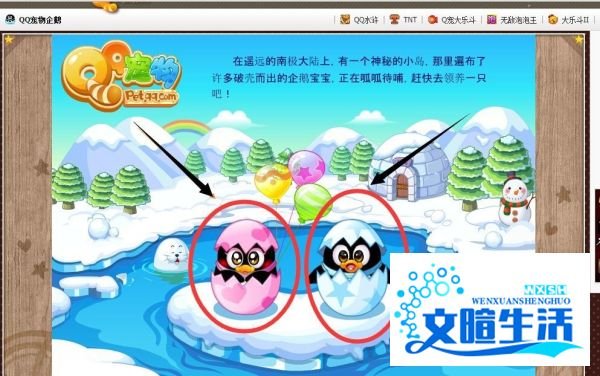 怎样领养qq宠物_qq宠物怎么领养