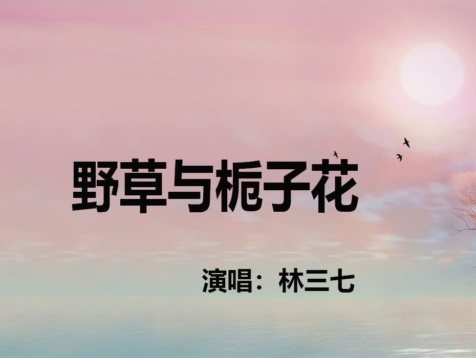 野草与栀子花歌曲