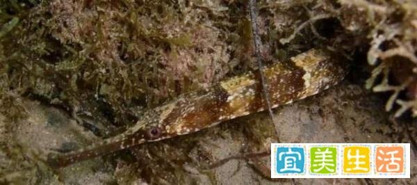 大长山岛海域发现金色海龙！专家：颜色罕见，物种本身不罕见