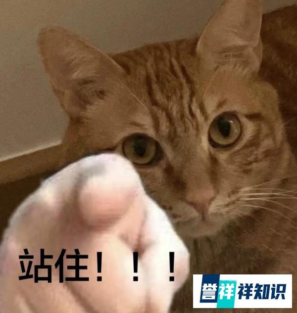 bl动画推荐—《无节操摄影部》