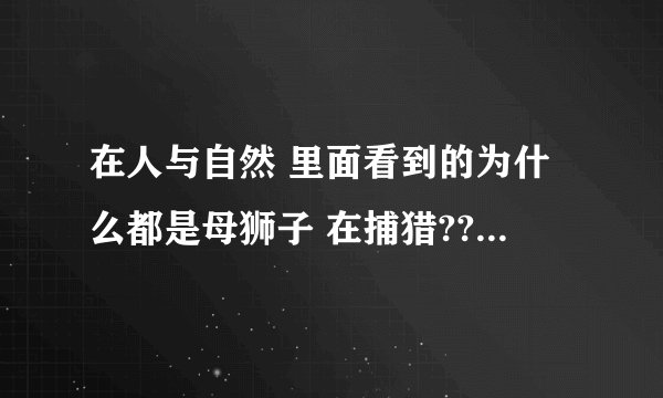 在人与自然 里面看到的为什么都是母狮子 在捕猎??公的好象不捕猎吧?