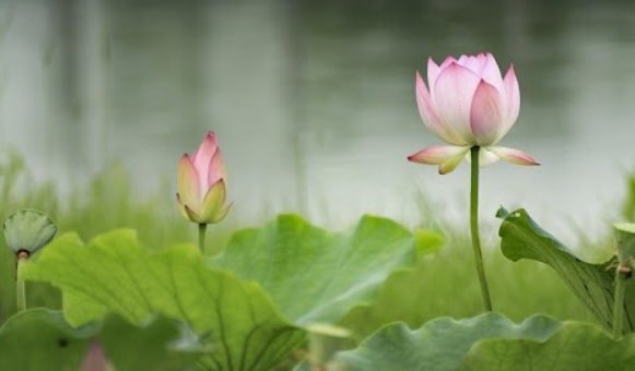 晚风吻尽荷花叶,任我醉倒在池边的出处是哪里？