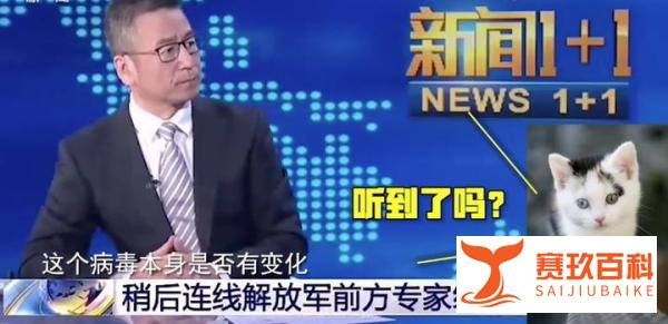 央视猫叫上热搜！那些年，我们一起收养的“流浪猫”