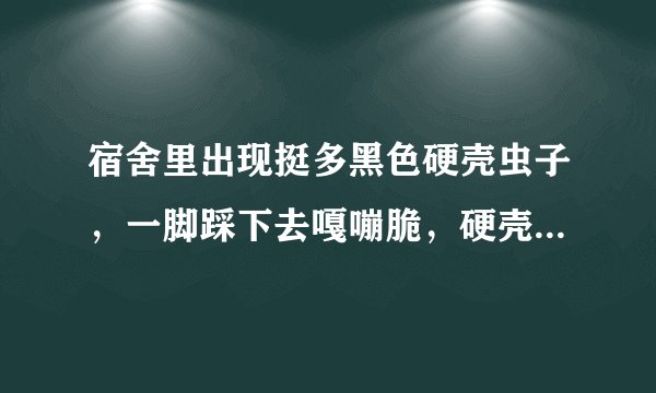 宿舍里出现挺多黑色硬壳虫子，一脚踩下去嘎嘣脆，硬壳带点巧克力色（偏黑色，很深）的金属光泽，形状像杏