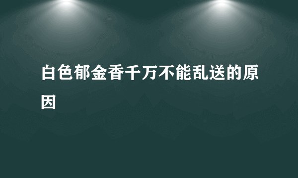 白色郁金香千万不能乱送的原因
