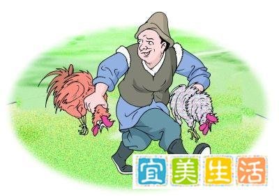 百只鸡半夜被偷一声未叫,盗贼给出的答案让人直呼内行