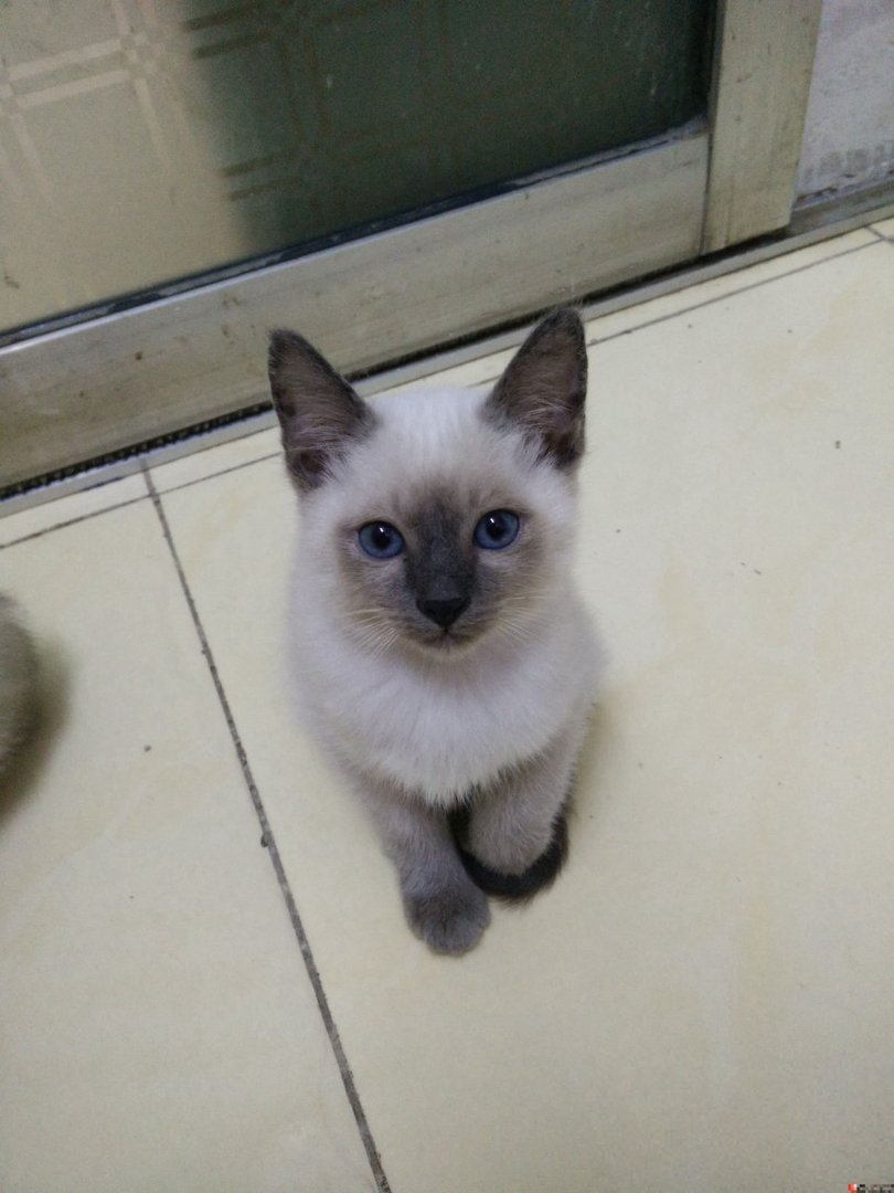 两个月的暹罗猫现在是什么价格呢？