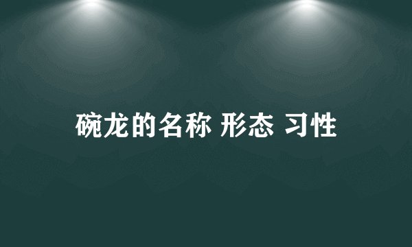 碗龙的名称 形态 习性