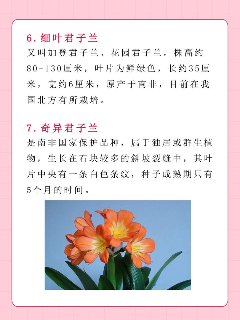 十大名贵君子兰排名