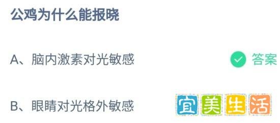 公鸡为什么能报晓?10月9日蚂蚁庄园小课堂最新答案