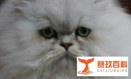 香宝臭宝什么意思