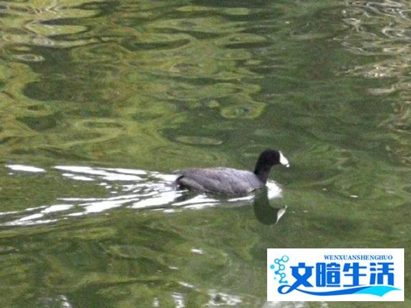 多家银行大额存单额度告急刺激存款人，难道抢手的就是好的吗？