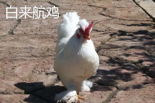 伺瑕导隙打一生肖