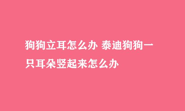 狗狗立耳怎么办 泰迪狗狗一只耳朵竖起来怎么办