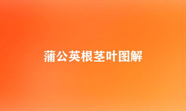 蒲公英根茎叶图解