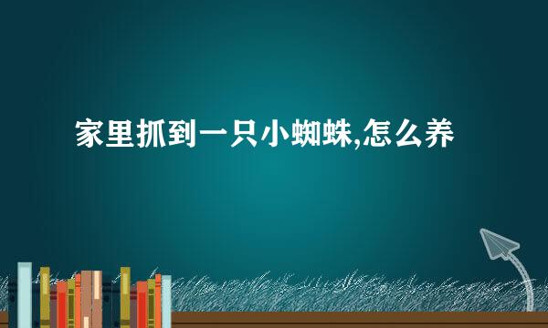 家里抓到一只小蜘蛛,怎么养