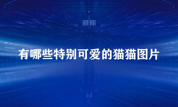 有哪些特别可爱的猫猫图片