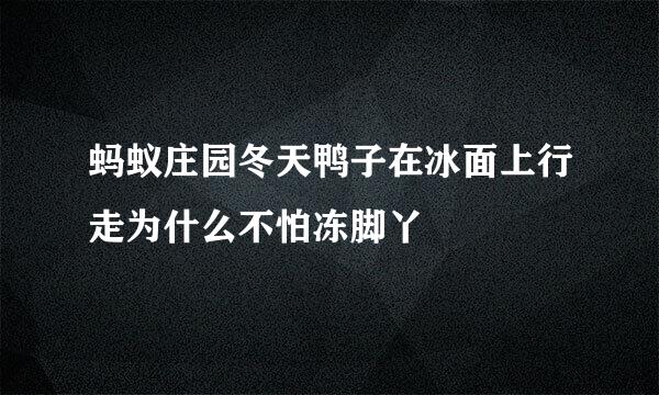 蚂蚁庄园冬天鸭子在冰面上行走为什么不怕冻脚丫