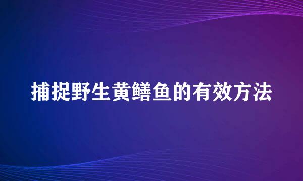 捕捉野生黄鳝鱼的有效方法