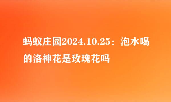 蚂蚁庄园2024.10.25：泡水喝的洛神花是玫瑰花吗