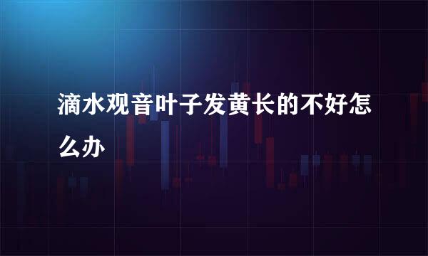 滴水观音叶子发黄长的不好怎么办