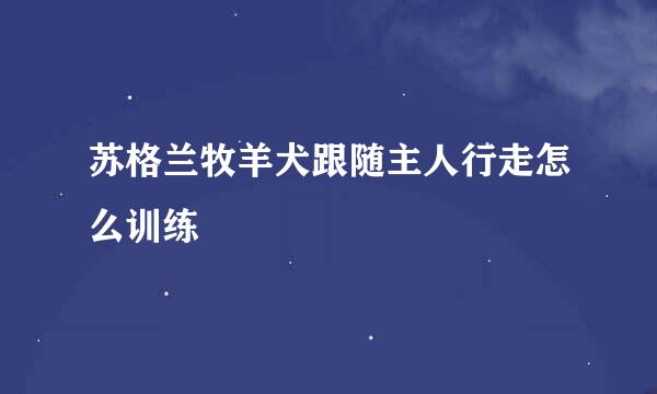 苏格兰牧羊犬跟随主人行走怎么训练