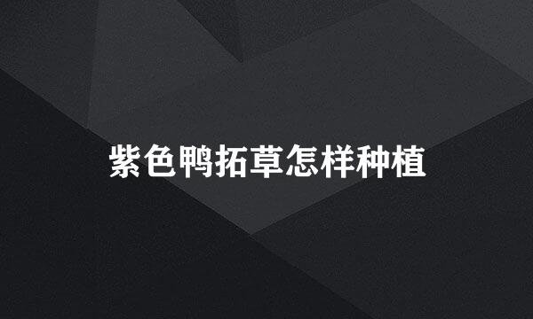 紫色鸭拓草怎样种植
