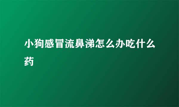 小狗感冒流鼻涕怎么办吃什么药