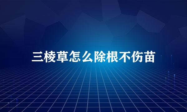 三棱草怎么除根不伤苗