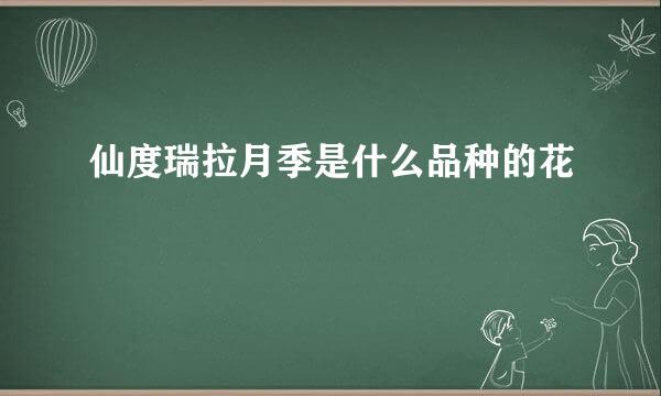 仙度瑞拉月季是什么品种的花